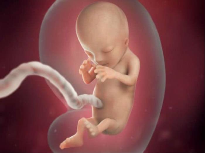 Первый триместр беременности