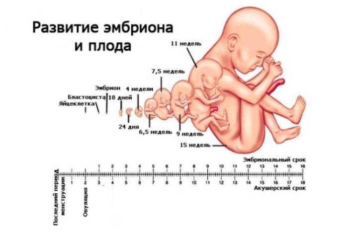 Развитие эмбриона и плода