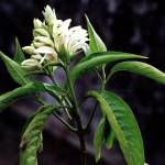 Адхатода сосудистая