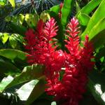 Альпиния галанга