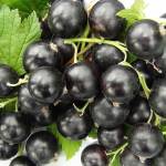 черная смородина