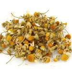 цветки ромашки