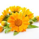 Цветы календулы