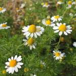 Цветы ромашки аптечной