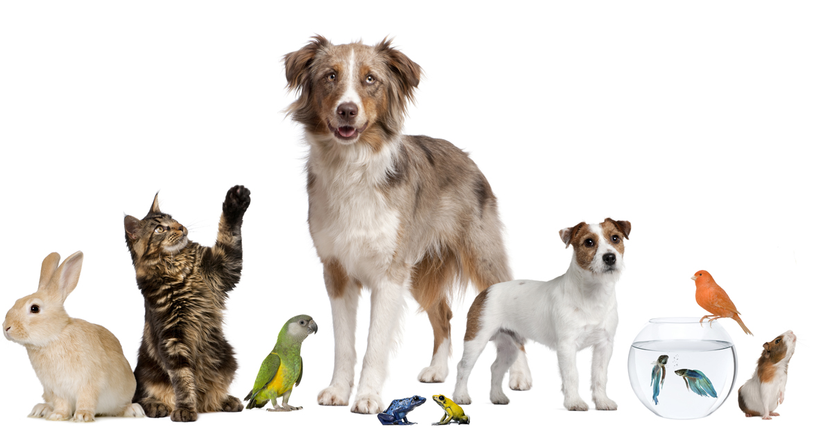 Домашние животные