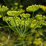 Соцветие укропа