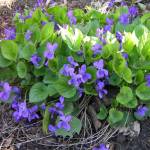 Фиалка душистая