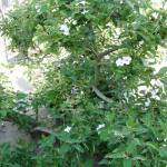 Кордия широколистная