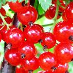 красная смородина