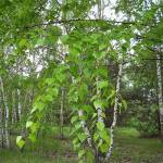 Листья берёзы