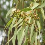 листья эвкалипта