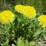 Листья одуванчика