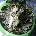 Листья смородины