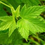 листья смородины