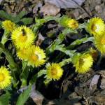 Мать-и-мачеха