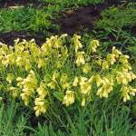 Оносма прицветковая