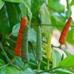 Перец длинный