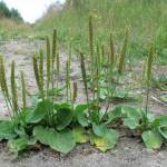 Подорожник