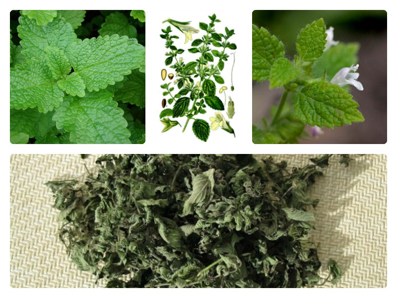 Мелисса лекарственная