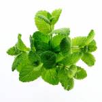 Лимонная мята