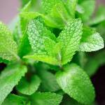 Перечная мята
