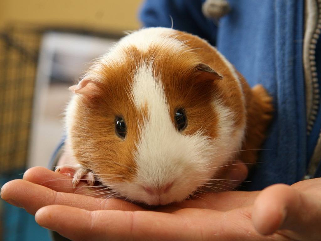Морская свинка