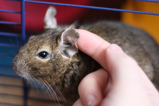 Дегу чешут за ушком