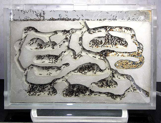 Аквариум с муравьями