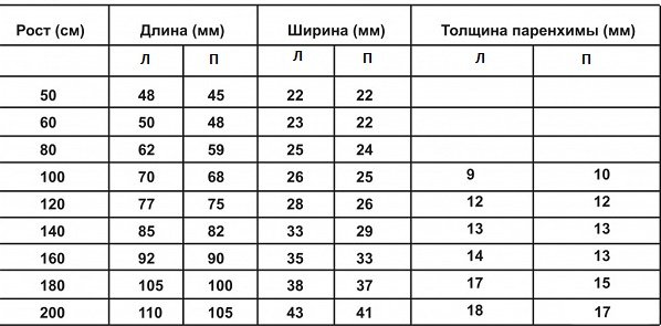 Нормальные размеры почек