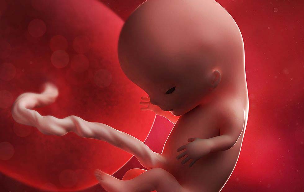 Изображение плода на 11-й неделе беременности