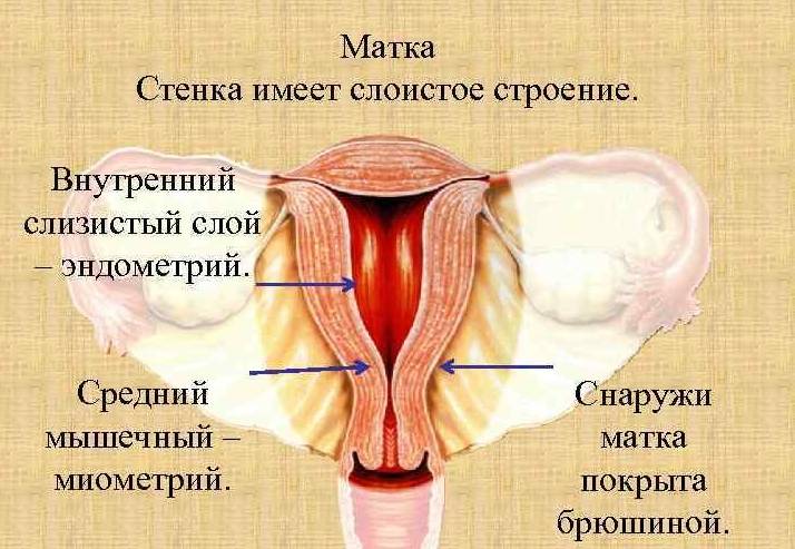 Изображение строения стенок матки