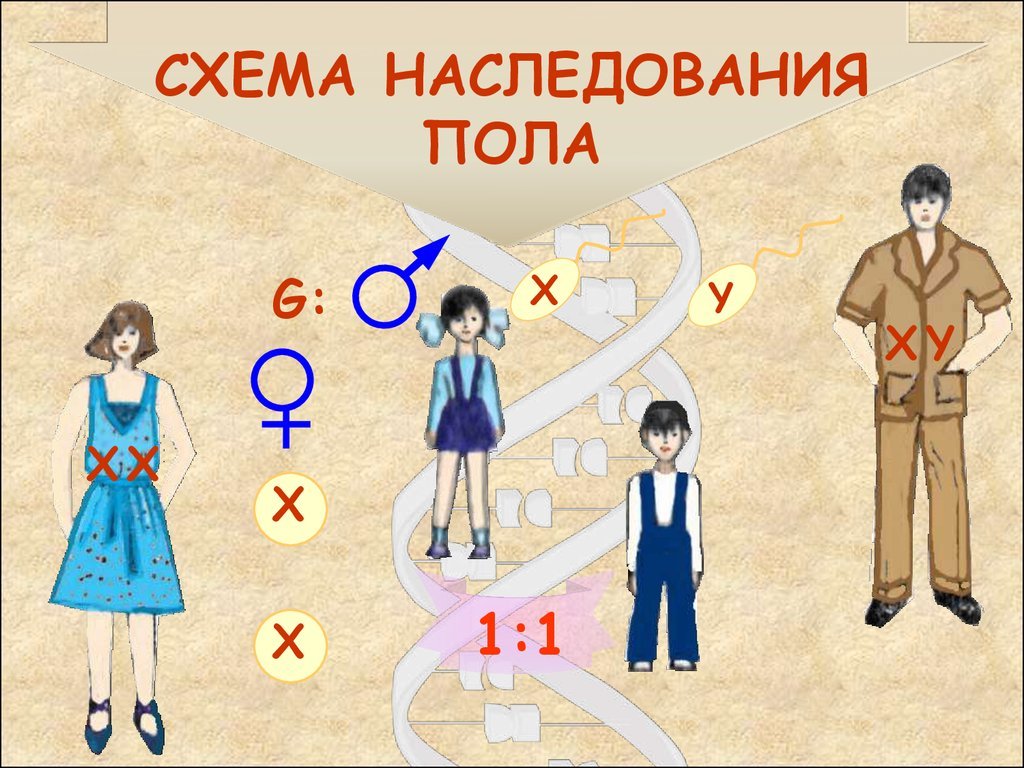 Схема наследования пола