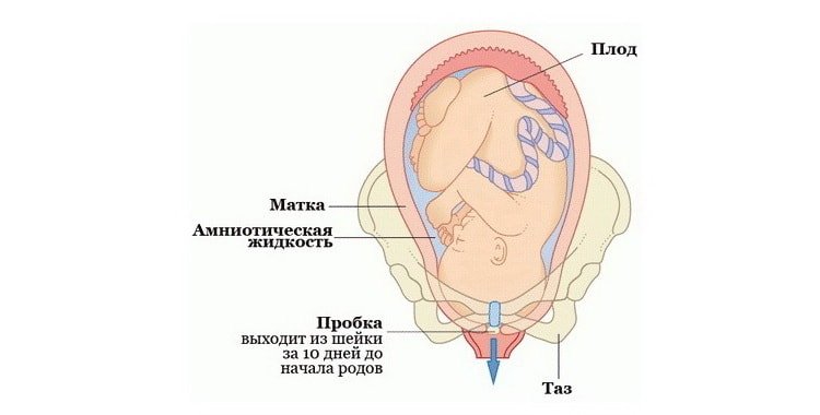 Ребёнок в матке