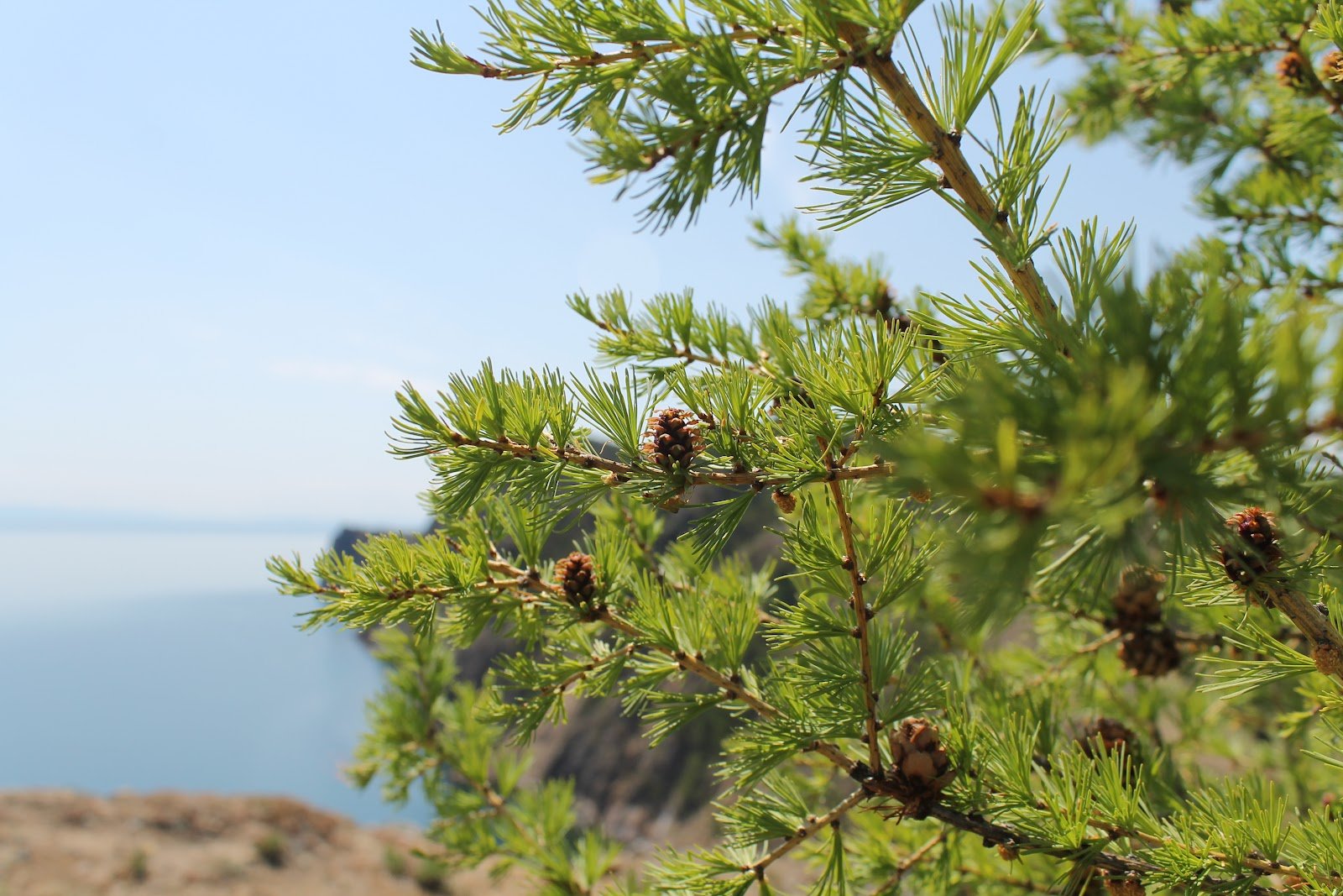 Лиственница в дикой природе