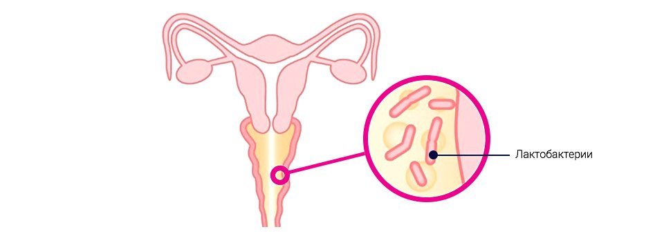 Лактобактерии во влагалище