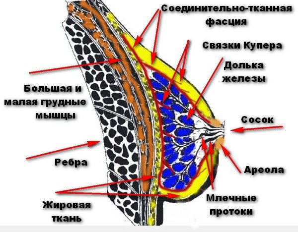 внутреннее строение женской груди
