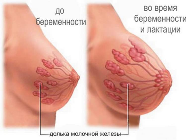грудь до и во время беременности, лактации