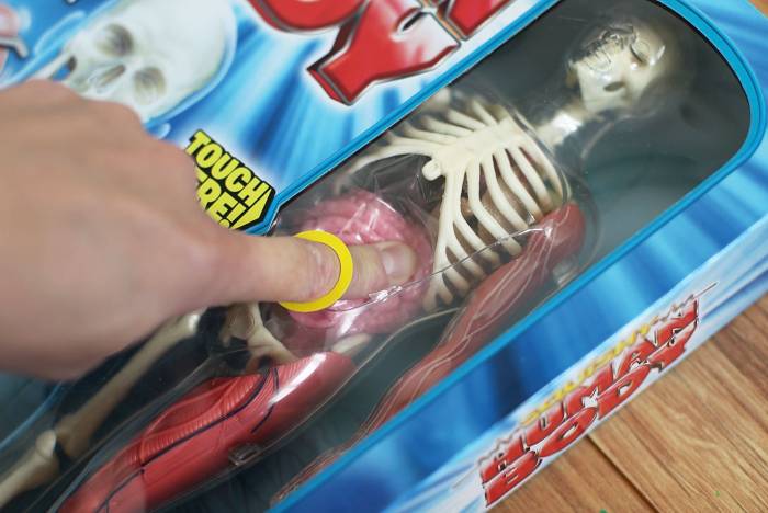 Игрушка с анатомическими подробностями