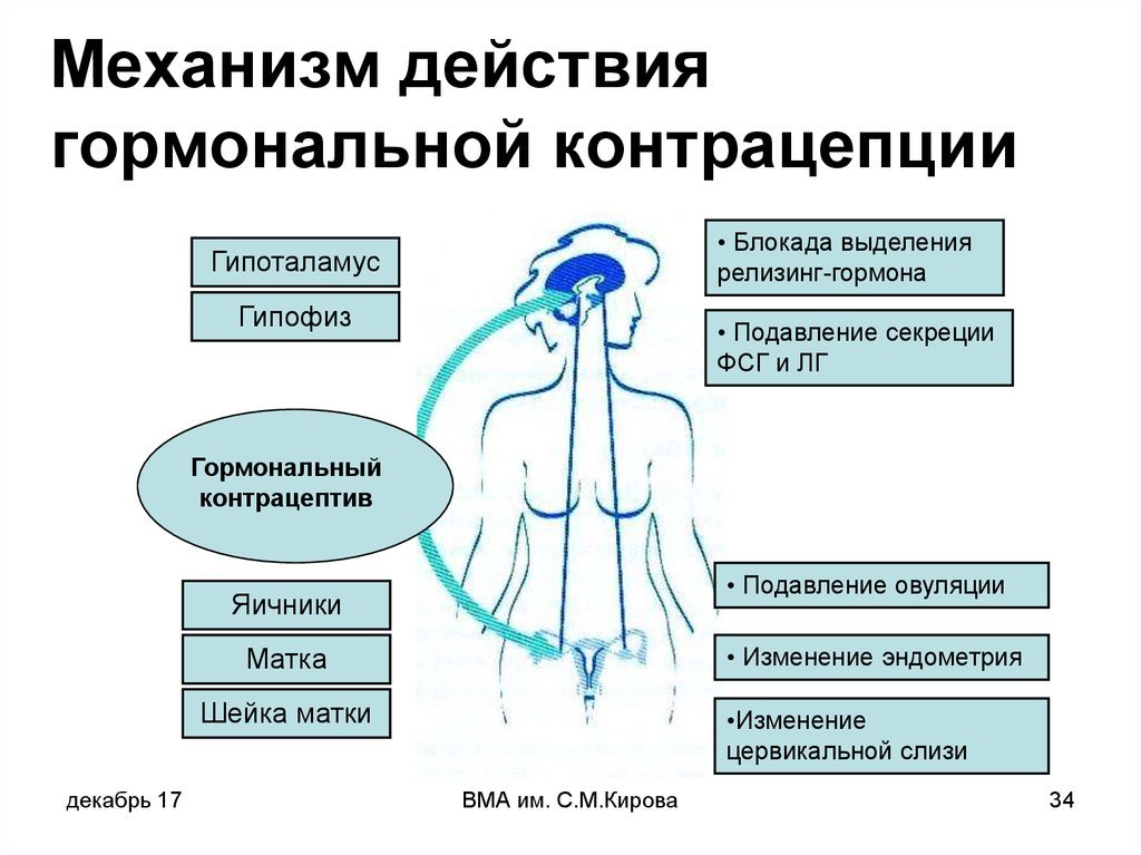 Схема механизма действия гормональной контрацепции