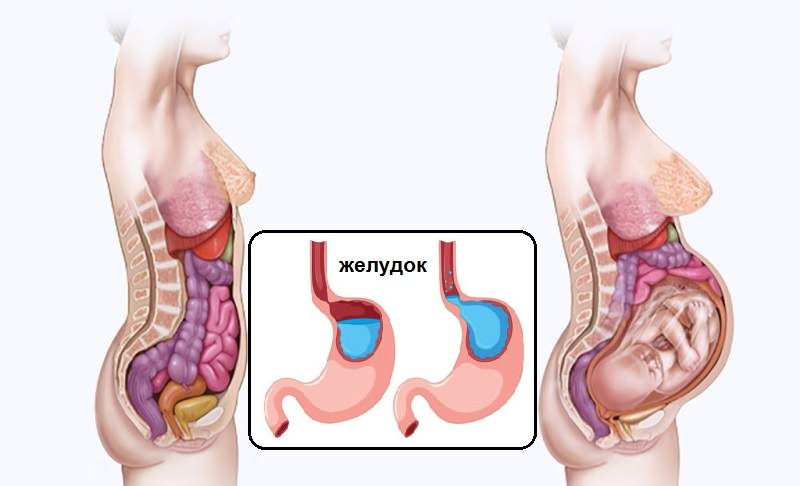 Изображения внутренних органов женщины в обычном состоянии и при беременности