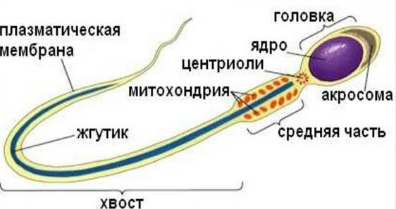 Строение сперматозоида