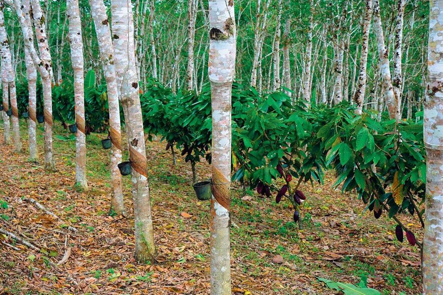 Бразильская гевея