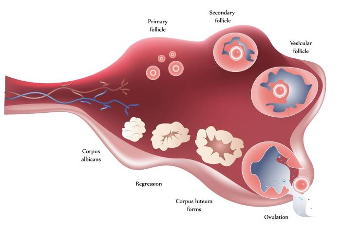 Процесс созревания фолликула