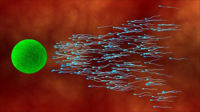Множество сперматозоидов стремится достичь яйцеклетки