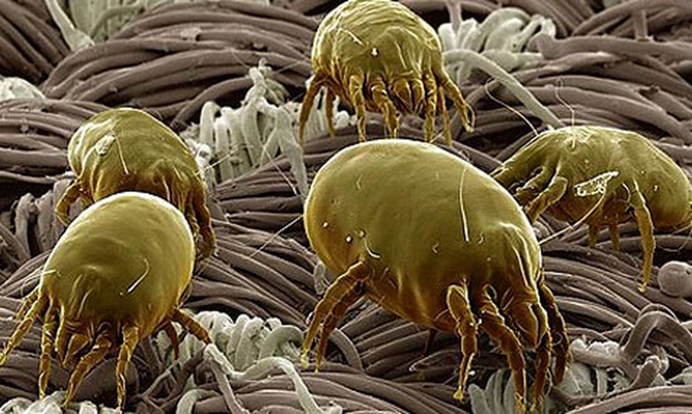 Пылевые клещи