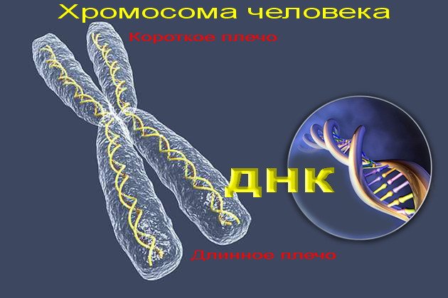 строение хромосомы человека