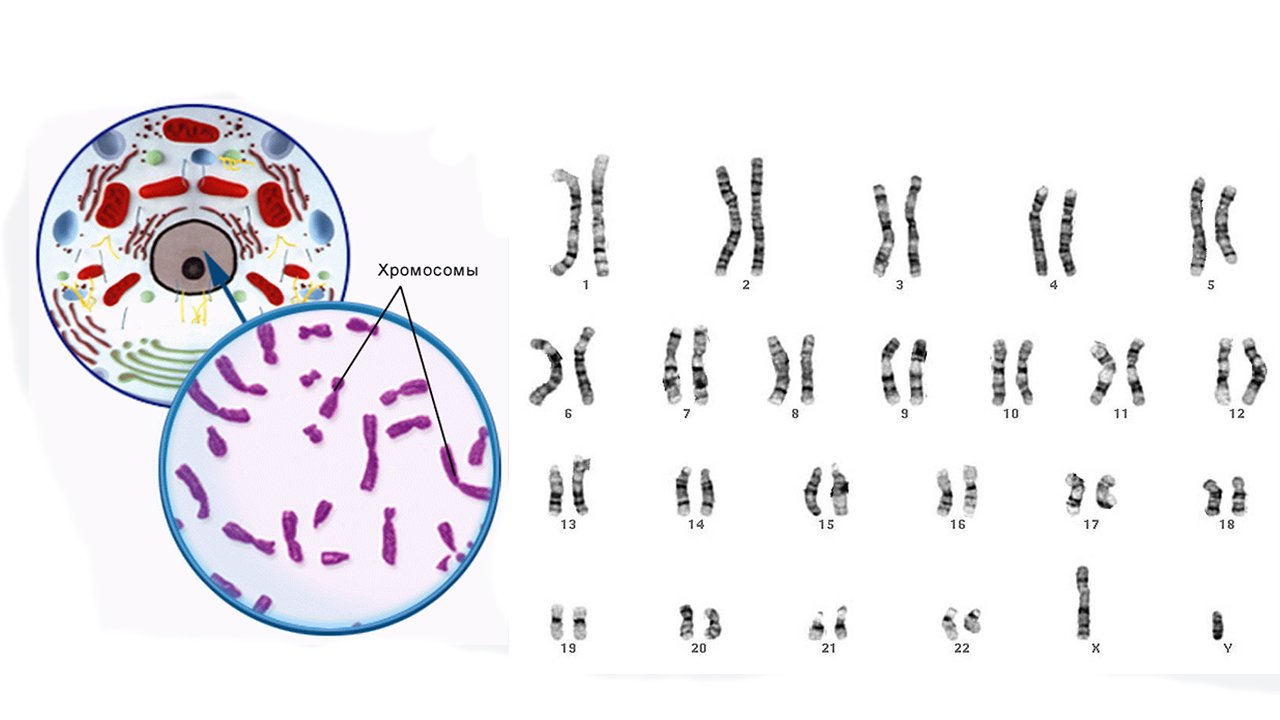 хромосомы под микроскопом