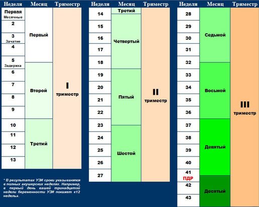 Схема триместров, месяцев и недель беременности