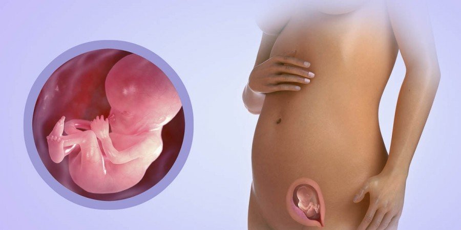 Плод в 13 недель