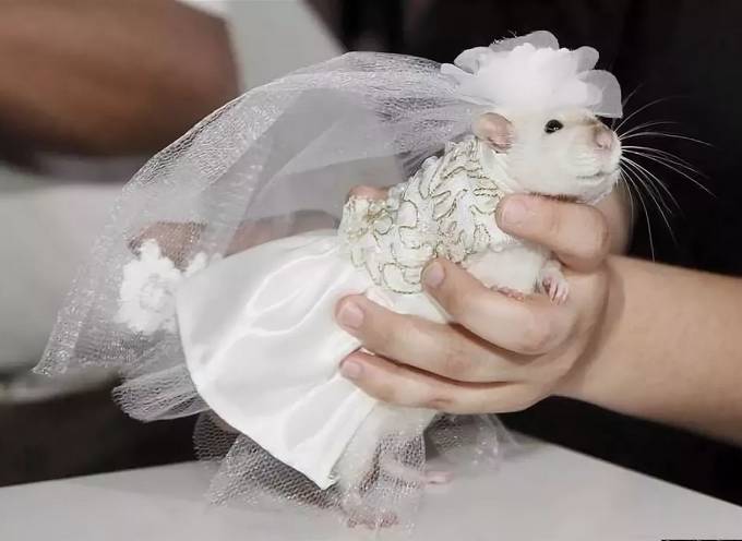 Хомяк, наряженный в платье невесты